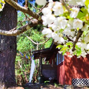 Spring Blossoms