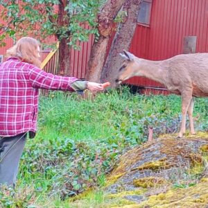 Feeding Deer